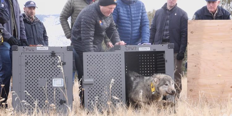 Colorado Has A New Wolf Pup, Nobody Knows Yet If There’s A Whole Litter