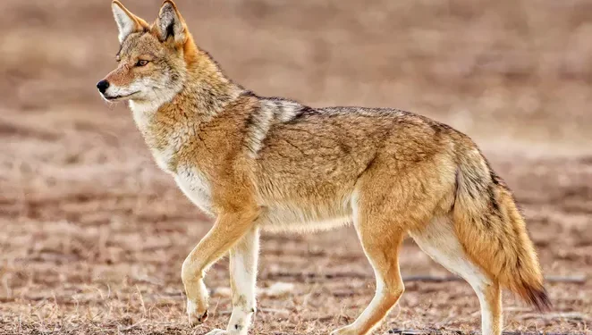 Coyote Attacks Reported Inside Indy Park on Northeast Side