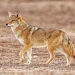Coyote Attacks Reported Inside Indy Park on Northeast Side