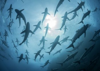 Understanding the string of shark attacks in Texas, Florida waters