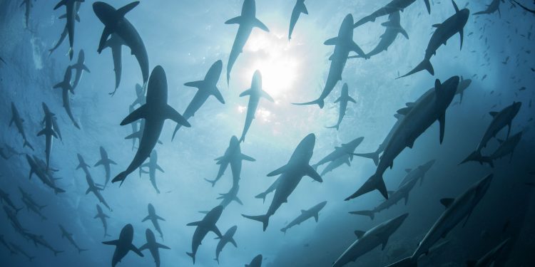 Understanding the string of shark attacks in Texas, Florida waters
