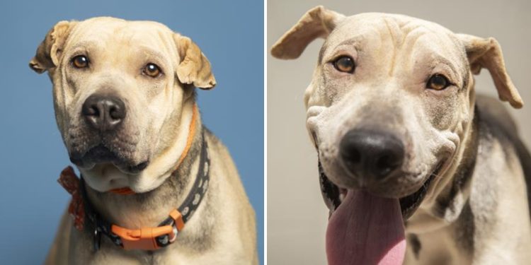 Arizona Humane Society waives adoption fees for large-breed dogs