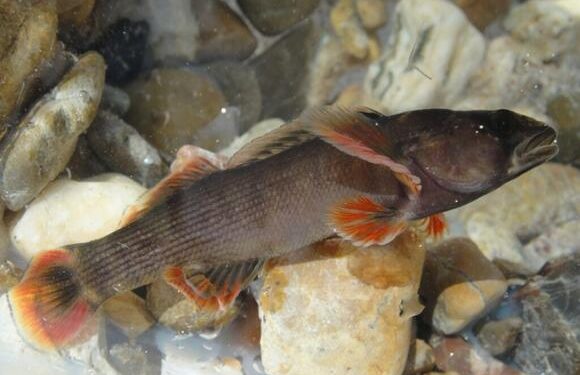 Arkansas awarded $2 million for endangered species recovery effort