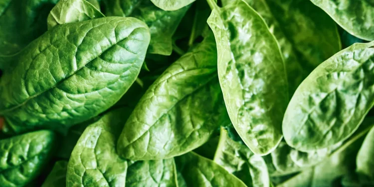 FDA recalls spinach brand in New York over potential listeria contamination.