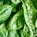 FDA recalls spinach brand in New York over potential listeria contamination.