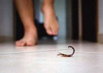 Scorpion infestations on the rise in Texas homes due to extreme summer heat