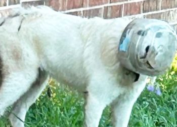 Texas rescues dog with bowl stuck over her head v
