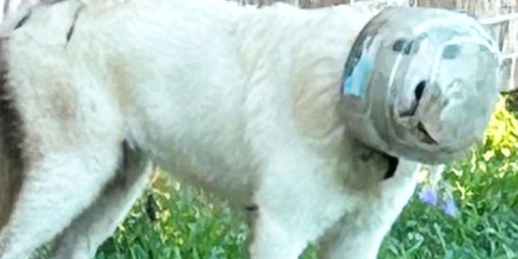 Texas rescues dog with bowl stuck over her head v