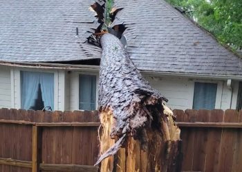 Woman tries to track down owner of neighbor's lot after tree smashes into her home during Beryl