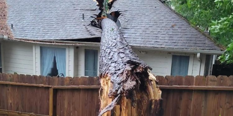 Woman tries to track down owner of neighbor's lot after tree smashes into her home during Beryl