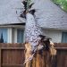 Woman tries to track down owner of neighbor's lot after tree smashes into her home during Beryl