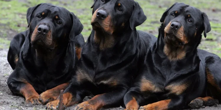 2-year-old Texas girl mauled, killed by dog attack in babysitter's home, police say