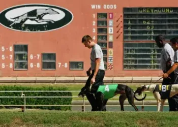 Concert venue at former dog track could open within a year, developer says