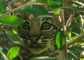 Texas state park staff capture rare sight of baby bobcats