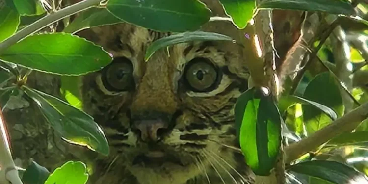Texas state park staff capture rare sight of baby bobcats