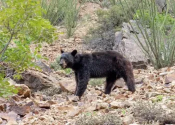 Texas woman has rare encounter with endangered black bear
