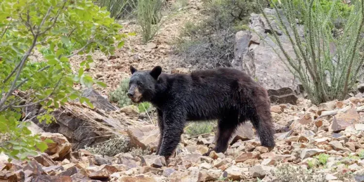 Texas woman has rare encounter with endangered black bear