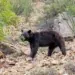 Texas woman has rare encounter with endangered black bear