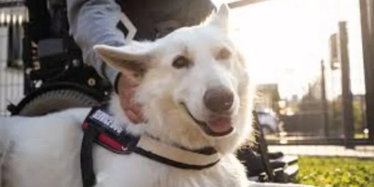 The Texas Veterans Commission launched a new service dog grant program