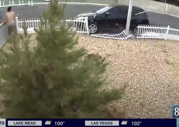 ‘He didn’t care who he was coming after’: Fired construction worker mows down boss with SUV, tries to kill others before neighbor takes him down with shotgun