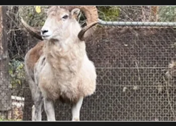 Elderly man, 81, gets prison time for cloning large "Montana Mountain King" sheep for trophy hunting in captivity