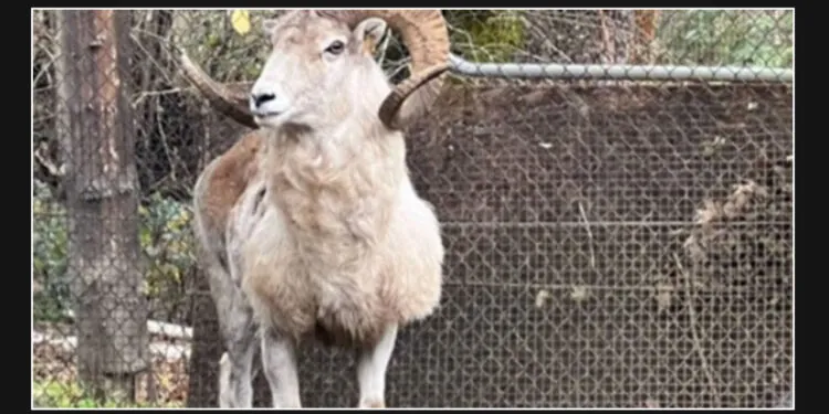 Elderly man, 81, gets prison time for cloning large "Montana Mountain King" sheep for trophy hunting in captivity