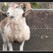 Elderly man, 81, gets prison time for cloning large "Montana Mountain King" sheep for trophy hunting in captivity