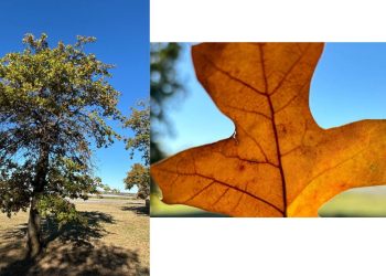 Oklahoma City lowrider community honors Del City man killed at his auto body shop
