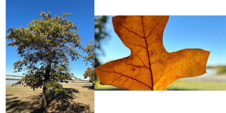Oklahoma City lowrider community honors Del City man killed at his auto body shop