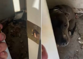 Deputy Sheriff Couldn’t Believe His Eyes When He Saw A Dog Locked In An Abandoned House
