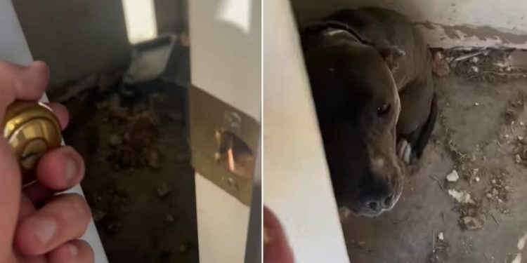 Deputy Sheriff Couldn’t Believe His Eyes When He Saw A Dog Locked In An Abandoned House