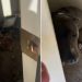 Deputy Sheriff Couldn’t Believe His Eyes When He Saw A Dog Locked In An Abandoned House