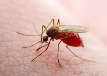 Texas confirms first locally transmitted dengue case of the year