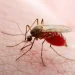 Texas confirms first locally transmitted dengue case of the year