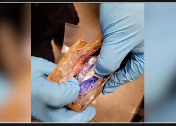 Backpacks containing $1.1M worth of cocaine confiscated by Border Patrol near Canadian border