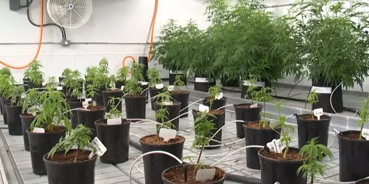 Texas Lt. Governor Pushes for Ban on Delta-9 THC Sales