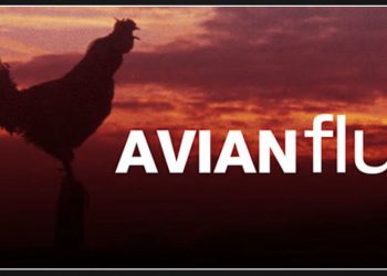 First positive case of bird flu confirmed in Texas City by Galveston County health officials