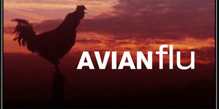 First positive case of bird flu confirmed in Texas City by Galveston County health officials