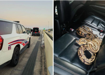 Snakes surprise deputies arresting Texas driver on gun and drug charges