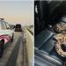 Snakes surprise deputies arresting Texas driver on gun and drug charges