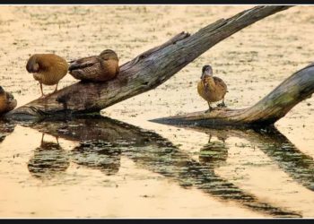 Texas Affected by Ongoing Spread of Highly Pathogenic Avian Influenza