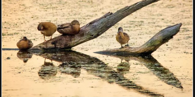 Texas Affected by Ongoing Spread of Highly Pathogenic Avian Influenza