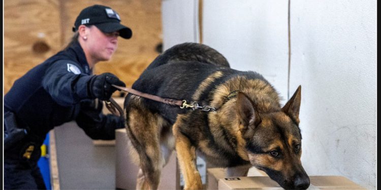 US legislators introduce series of bills to crack down on China's fentanyl trade