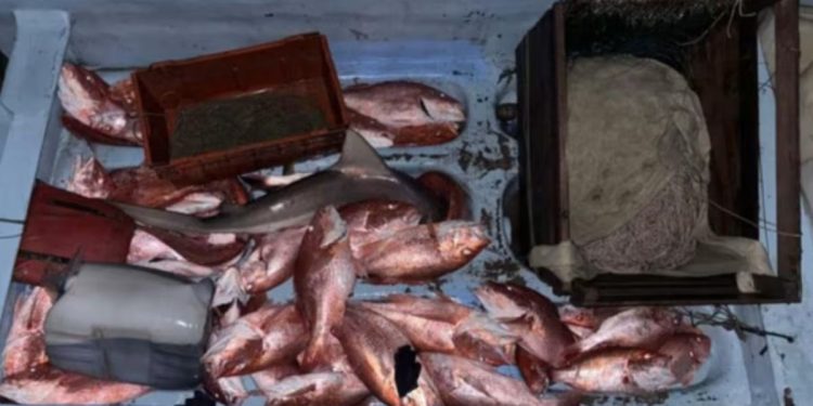 1,400 Pounds Of Illegally Captured Fish And Sharks Seized Off The South Texas Coast; 12 Fishermen Apprehended