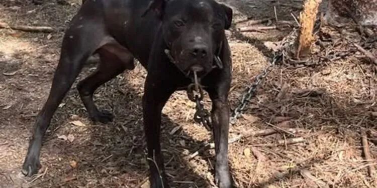 2 Men Charged With Animal Cruelty And Conspiracy