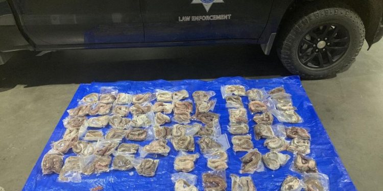 CDFW shuts down illegal lamprey selling operations on the Klamath River