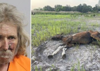 Central Florida Man Taken Into Custody For Starving And Abusing Horses