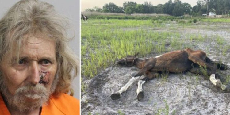 Central Florida Man Taken Into Custody For Starving And Abusing Horses