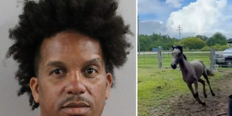 Central Florida Horse Owner Apprehended For Felony Animal Cruelty And Others Also Apprehended